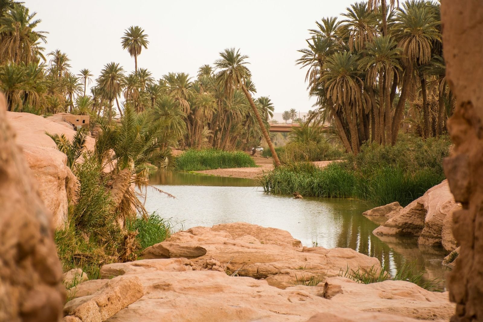 Palm grove in the Algerian Sahara