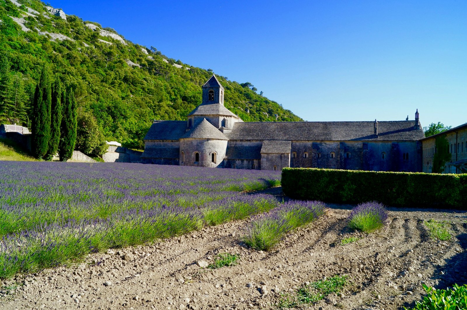 Lavender fields in front of Sénanque Abbey, Provence, France